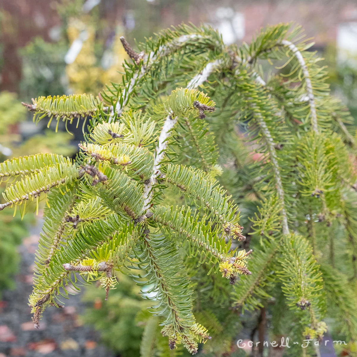 Abies nordmanniana 